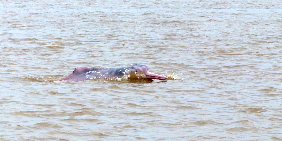 The Pink Dolphin At Last Captured April 2013